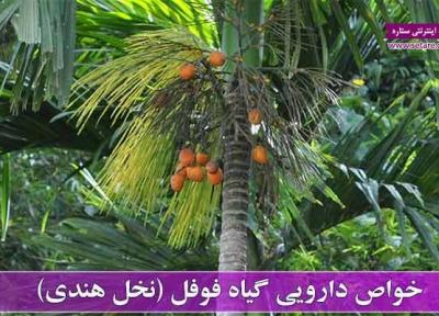 خواص فوفل (نخل هندی) و عوارض آن خواص فوفل (نخل هندی) و عوارض آن